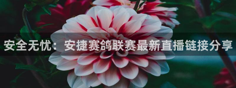 jrkan直播nba在线观看：安全无忧：安捷赛鸽联赛最新直播链接分享